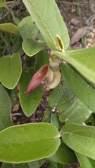 Aristolochia malacophylla
