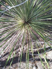 Yucca constricta
