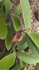 Aristolochia malacophylla