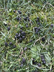 Odocoileus hemionus sitkensis