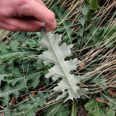 Cirsium texanum