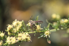 Xanthocampsomeris completa