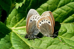 Coenonympha gardetta