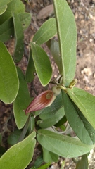 Aristolochia malacophylla