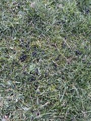 Odocoileus hemionus sitkensis