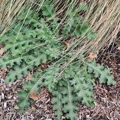 Cirsium texanum