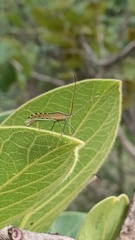 Stenocoris