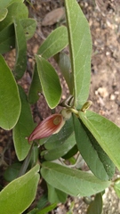 Aristolochia malacophylla