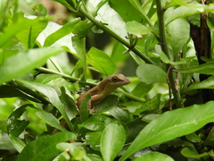 Anolis mariarum