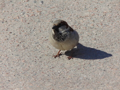 Passer domesticus