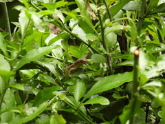 Anolis mariarum