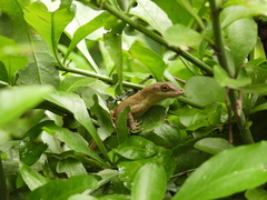 Anolis mariarum