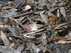 Euptychoides laccine