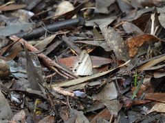 Euptychoides laccine