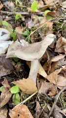Tricholoma