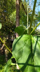 Schistocarpha eupatorioides