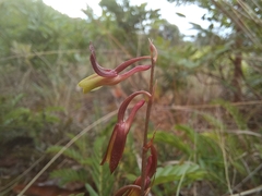 Image of Eulophia penduliflora