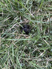 Odocoileus hemionus sitkensis