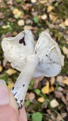 Tricholoma