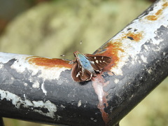 Thespieus macareus