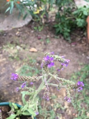 Verbena litoralis