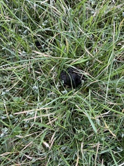 Odocoileus hemionus sitkensis