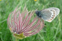 Coenonympha gardetta
