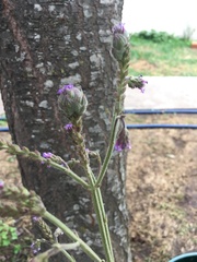 Verbena litoralis