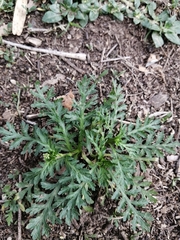 Lepidium bipinnatifidum