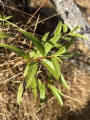 Salix alba
