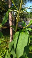 Schistocarpha eupatorioides