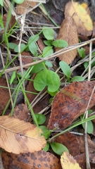 Dichondra repens