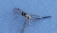 Pimpla pedalis