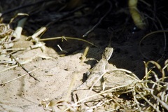 Agama armata