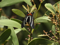 Rhetus dysonii