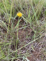 Cyperus sphaerocephalus