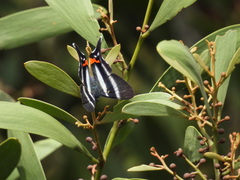 Rhetus dysonii
