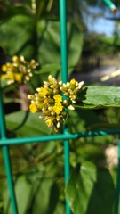 Schistocarpha eupatorioides