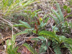 Eulophia penduliflora image