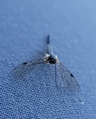 Pimpla pedalis