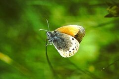Coenonympha gardetta