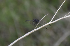 Dythemis