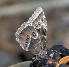 Morpho helenor peleides