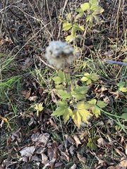 Anemone virginiana