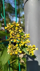 Schistocarpha eupatorioides