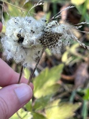 Anemone virginiana