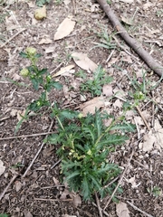 Lepidium bipinnatifidum