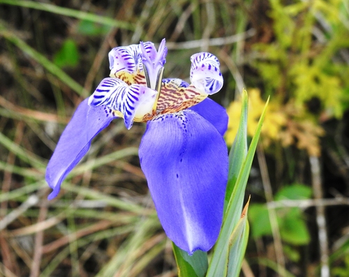 Trimezia coerulea