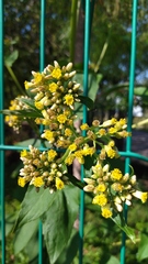 Schistocarpha eupatorioides