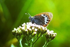 Coenonympha gardetta